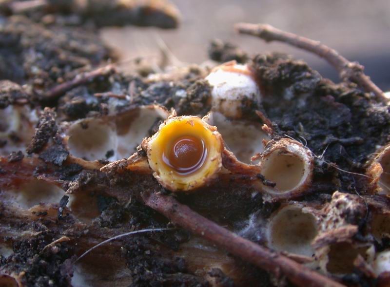 Sphaerobolus stellatus